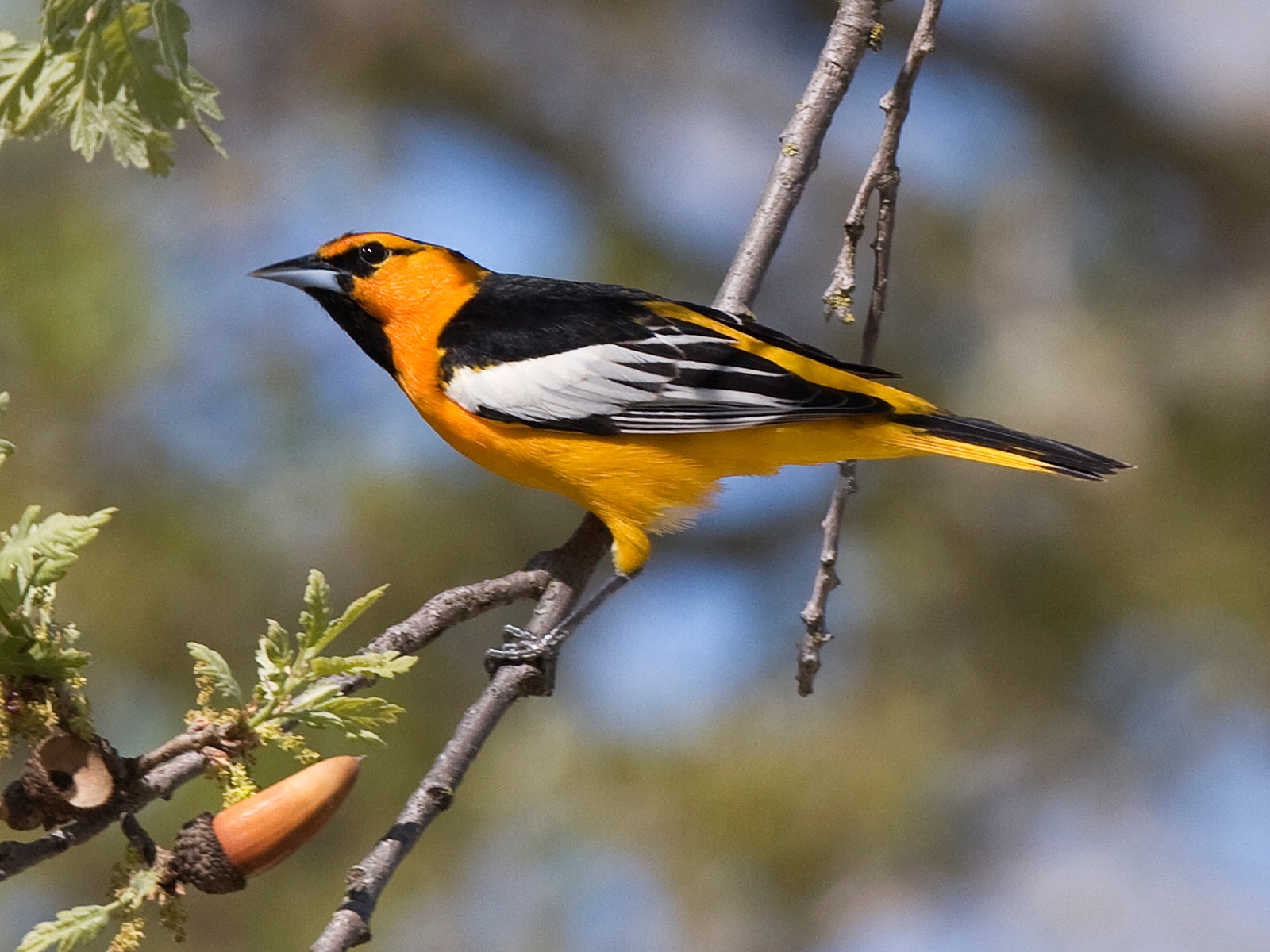 Male Bullock's Oriole at Atascadero Lake