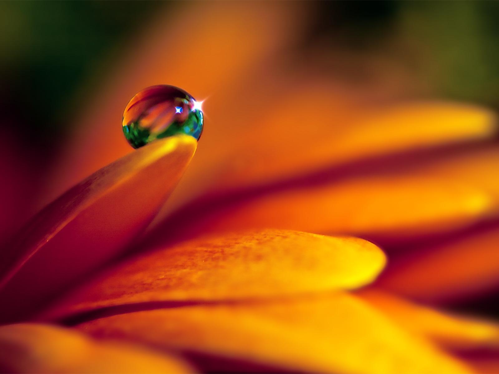 Close_up_waterdrop_on_flower_cb_wp8